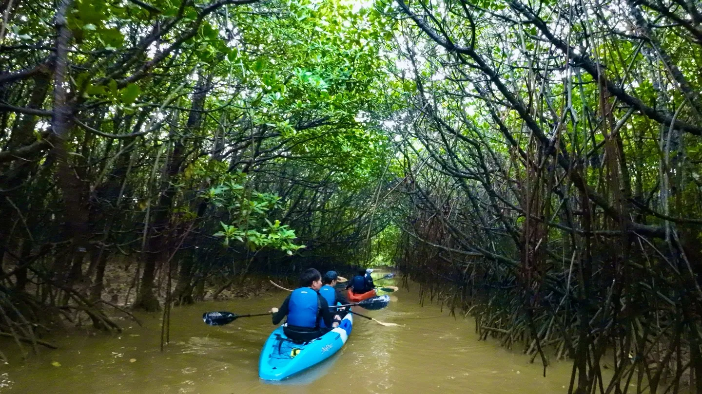 マングローブカヤックツアー♪